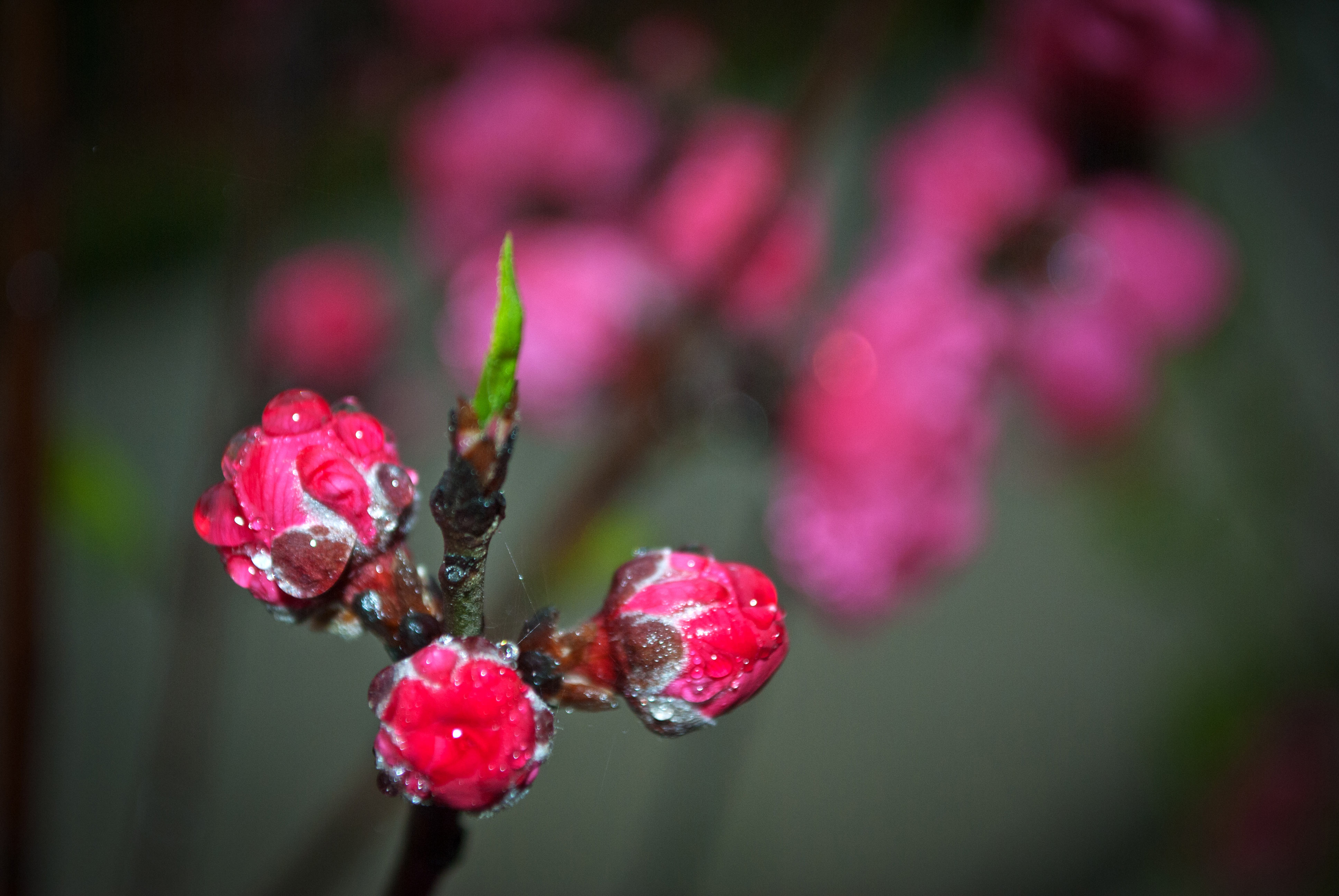 桃花带雨