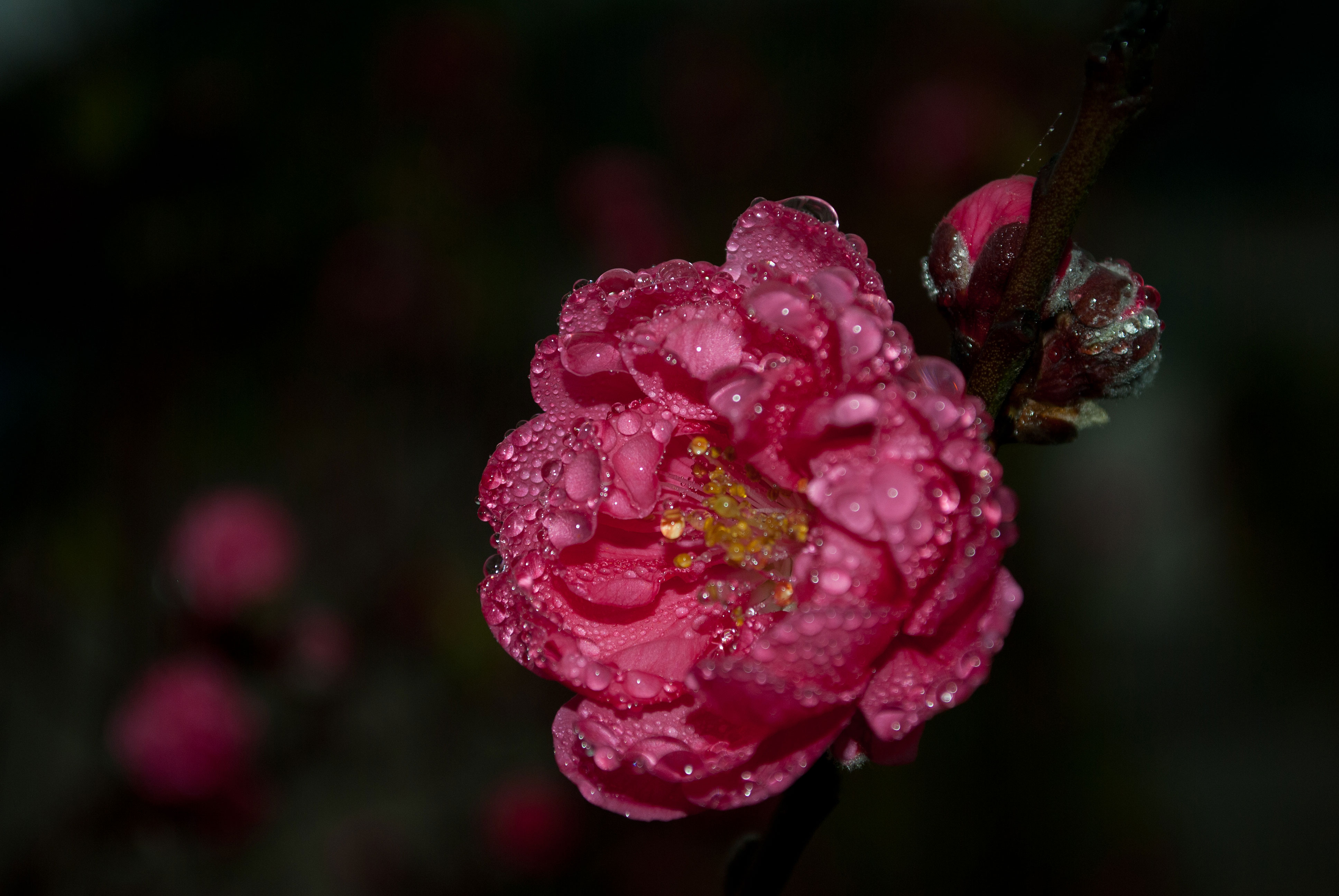 桃花带雨