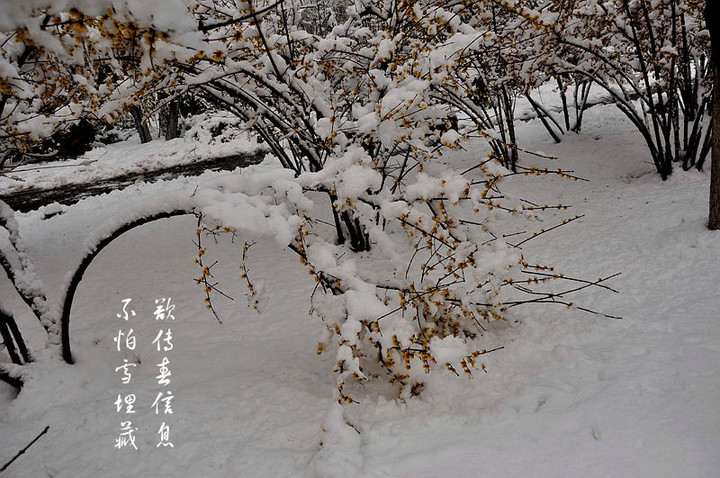 雪梅·有梅无雪不精神(卢梅坡