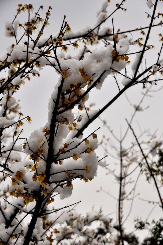 雪梅