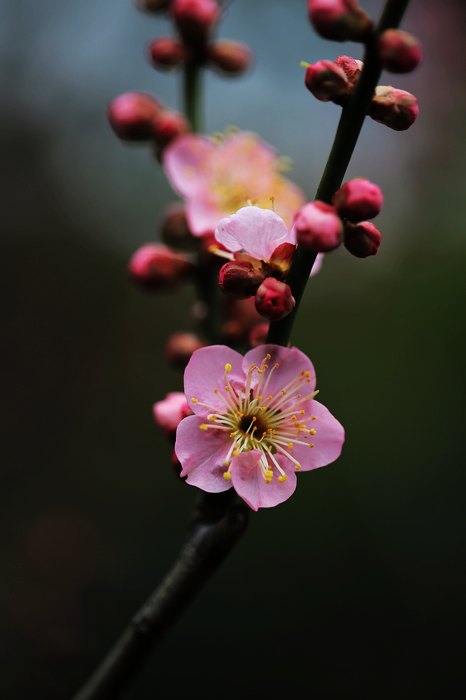 莘庄梅花(1)