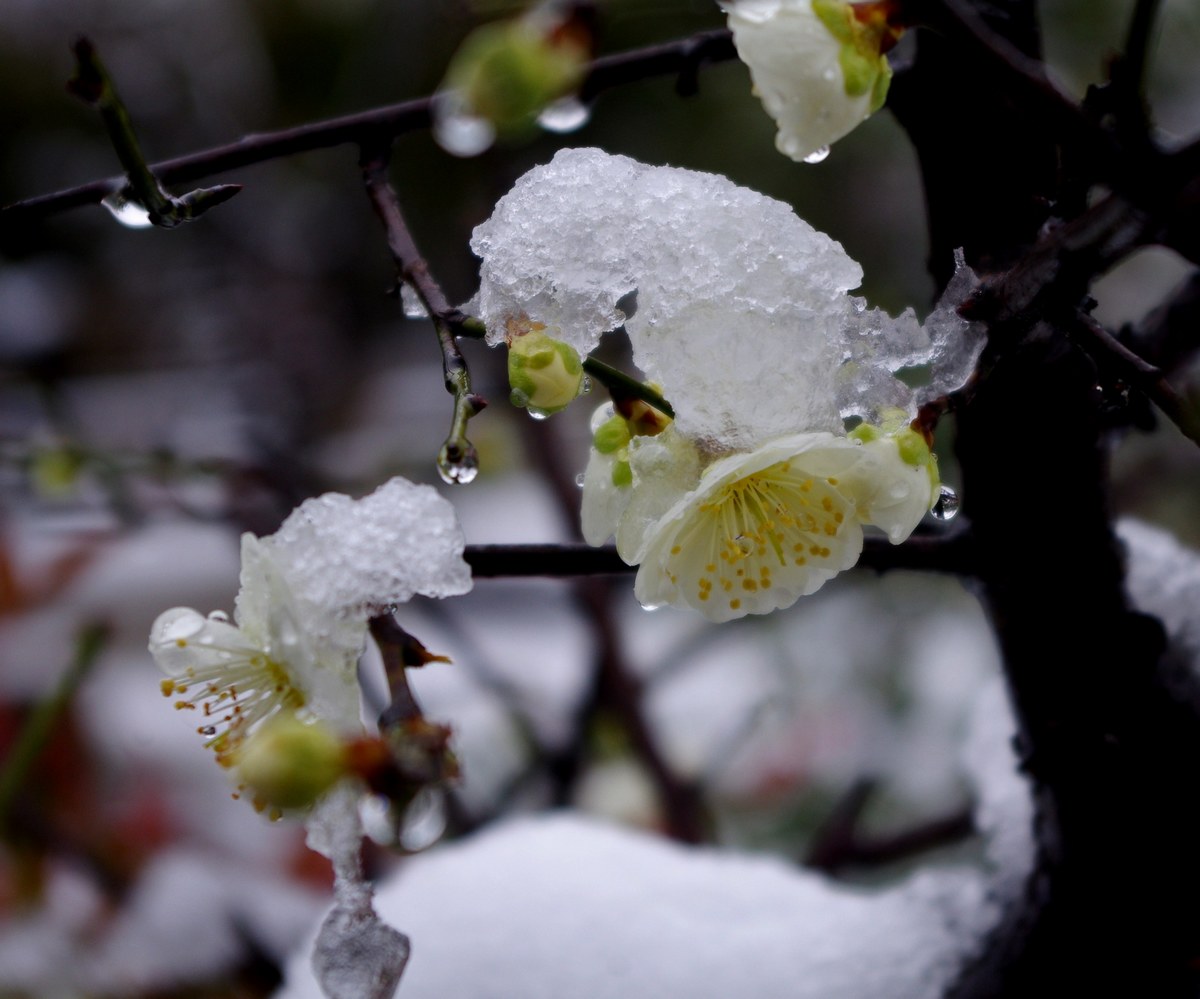 梅花喜欢漫天雪