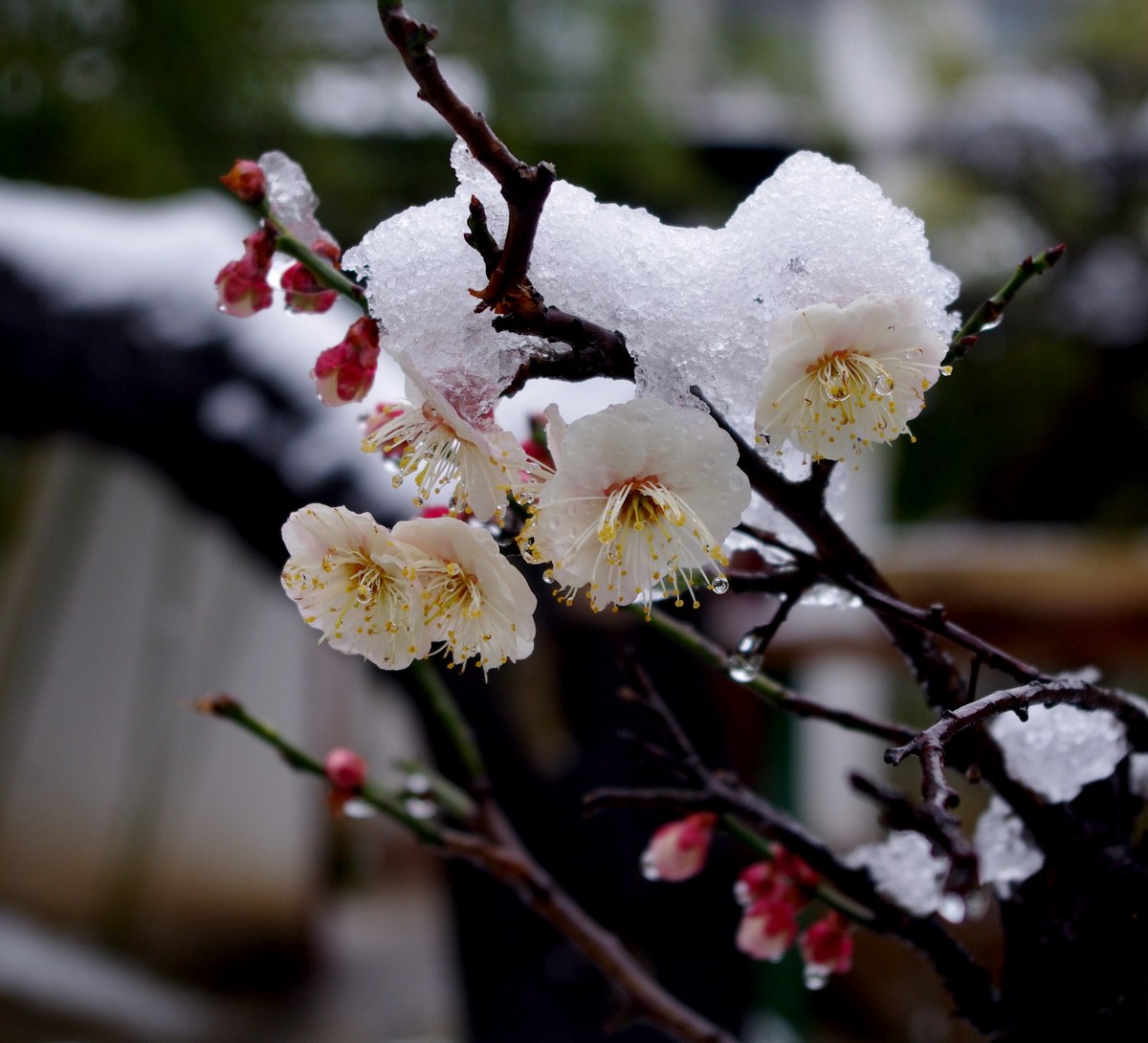 梅花喜欢漫天雪