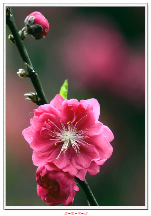 二月桃花分外红