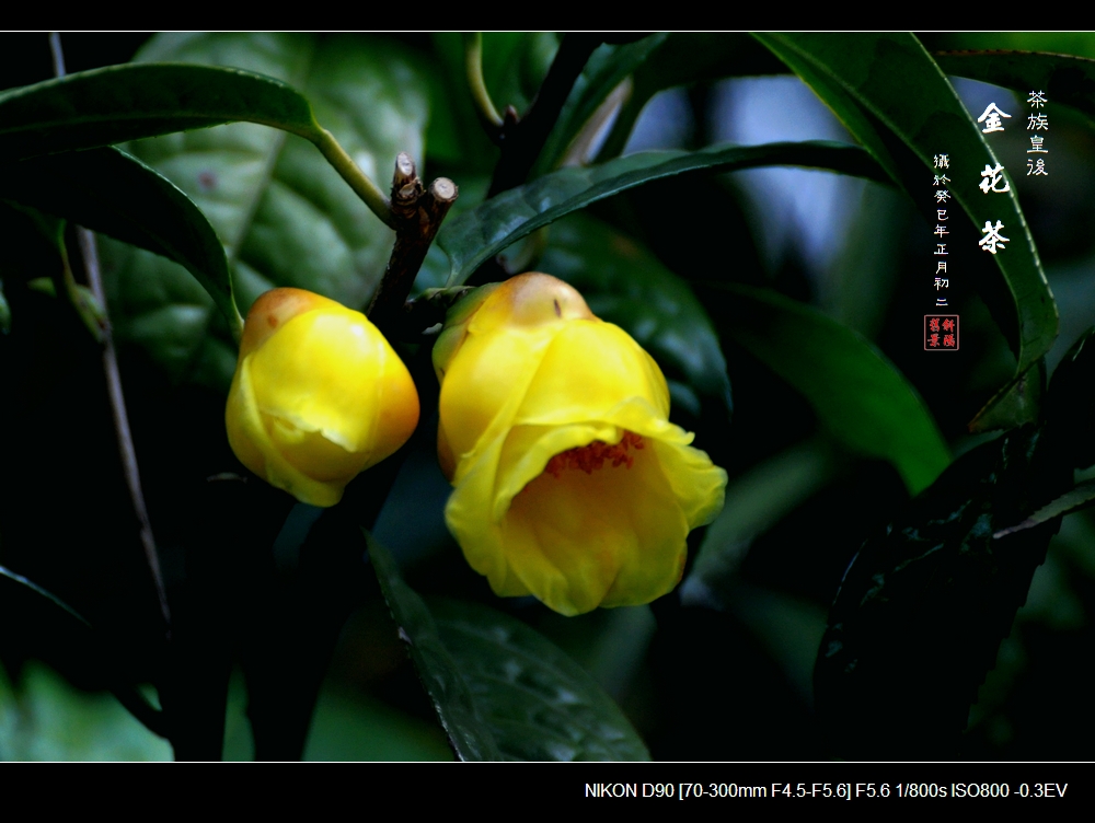 【金花茶摄影图片】云台花园生态摄影_斜阳旧景_电脑