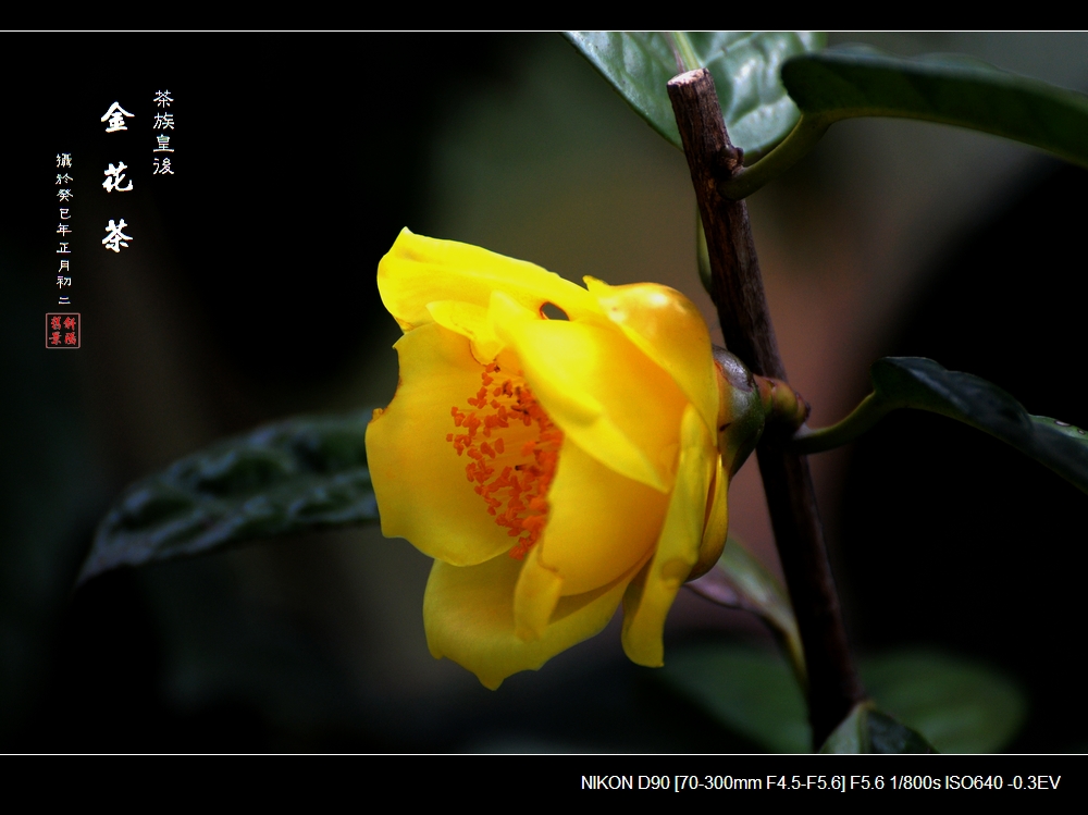 【金花茶摄影图片】云台花园生态摄影_斜阳旧景_电脑