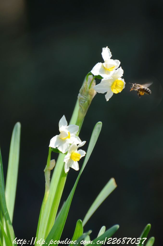 水仙花