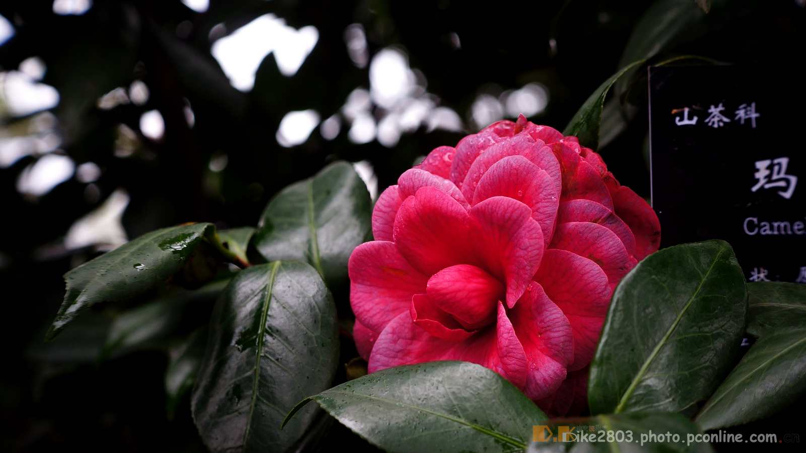 【雨中茶花摄影图片】广西南宁生态摄影_dk 迪克影像