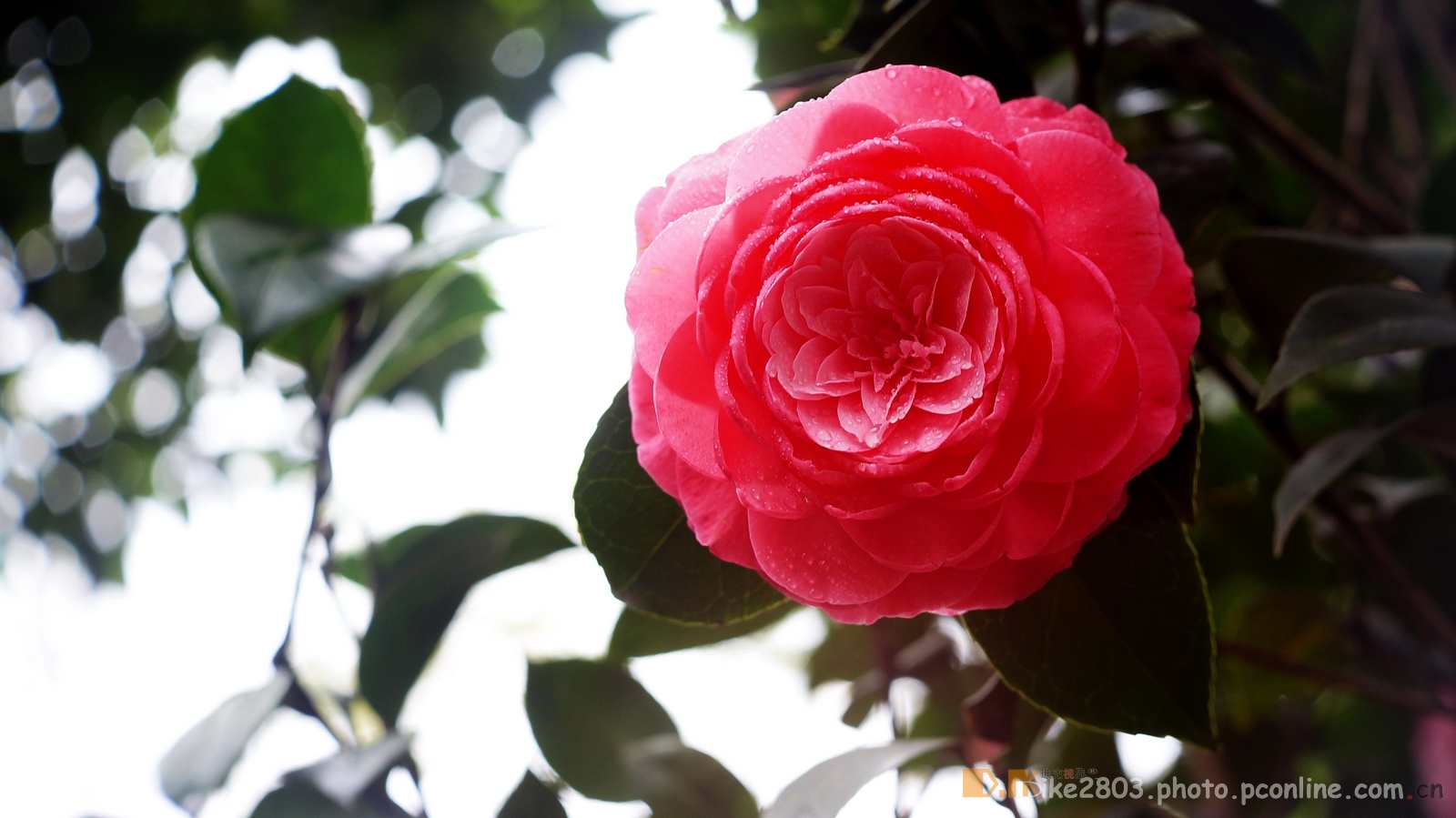 【雨中茶花摄影图片】广西南宁生态摄影_dk 迪克影像