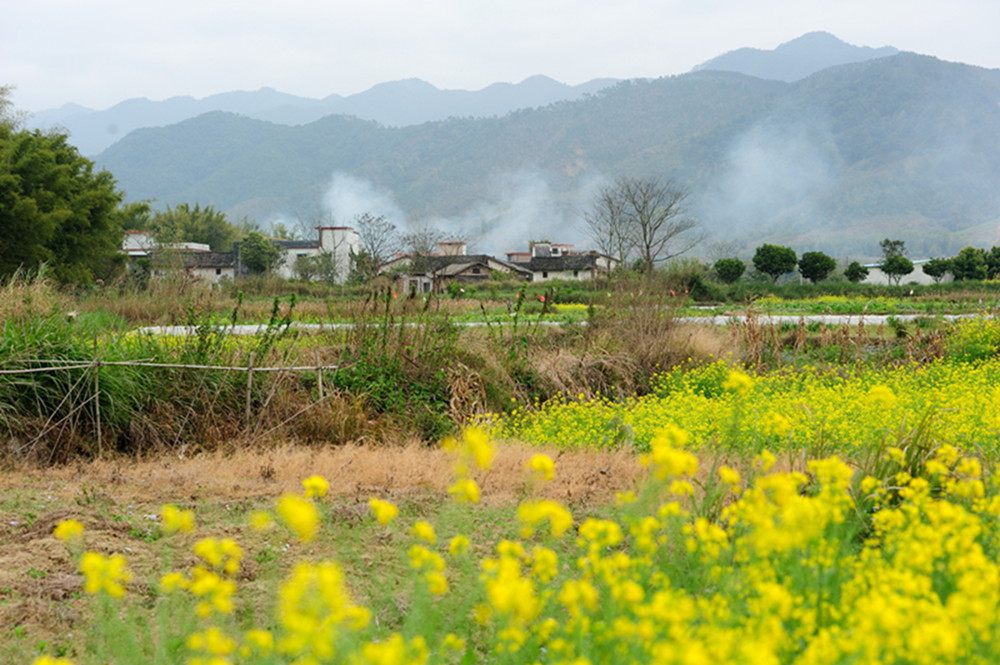 油菜花开,炊烟袅袅