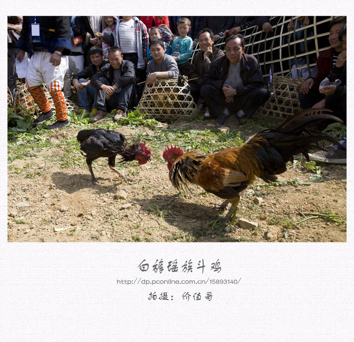 斗鸡临海有拳击少儿馆吗图片