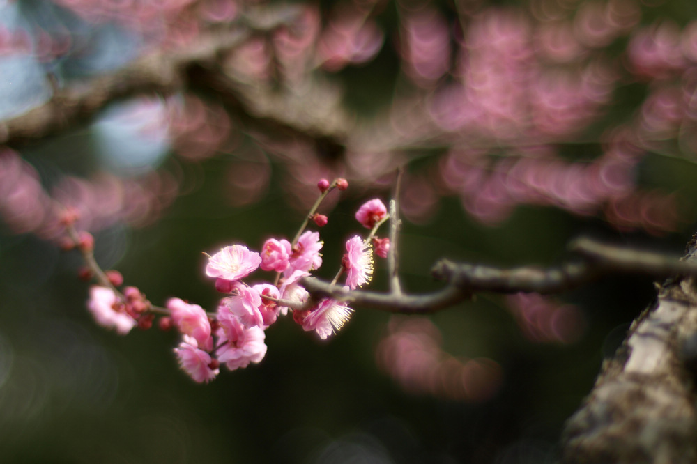南京梅花山
