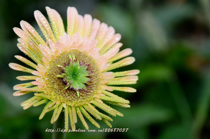 美丽非洲菊