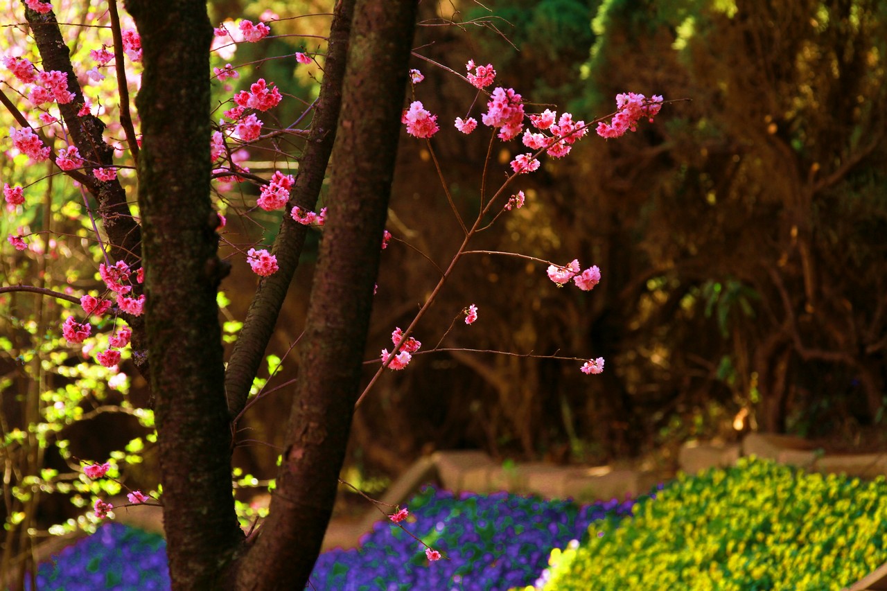 圆通花潮