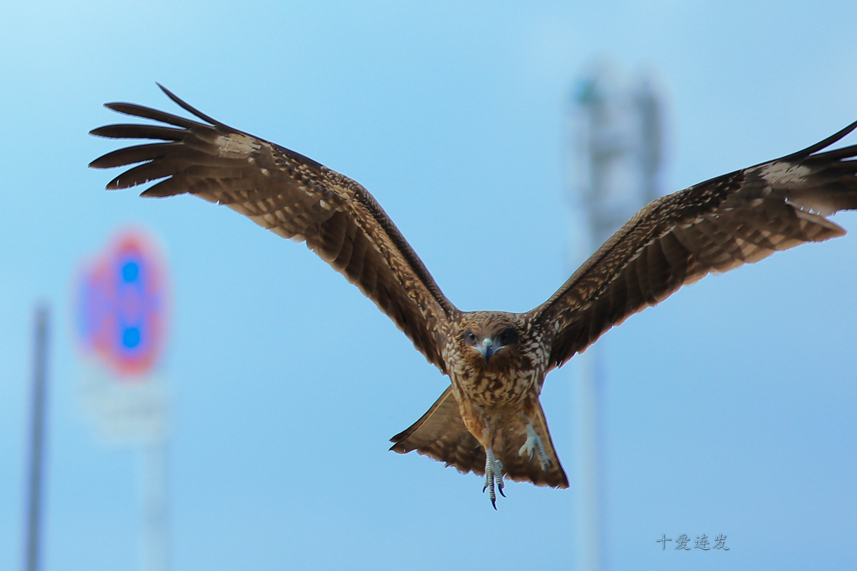 【飞鹰摄影图片】江の岛生态摄影