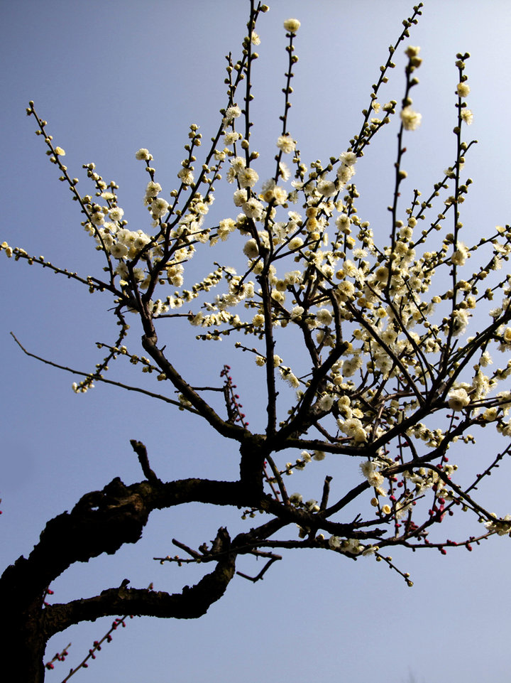 梅花傲骨