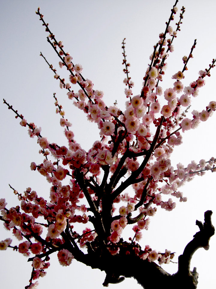 梅花傲骨