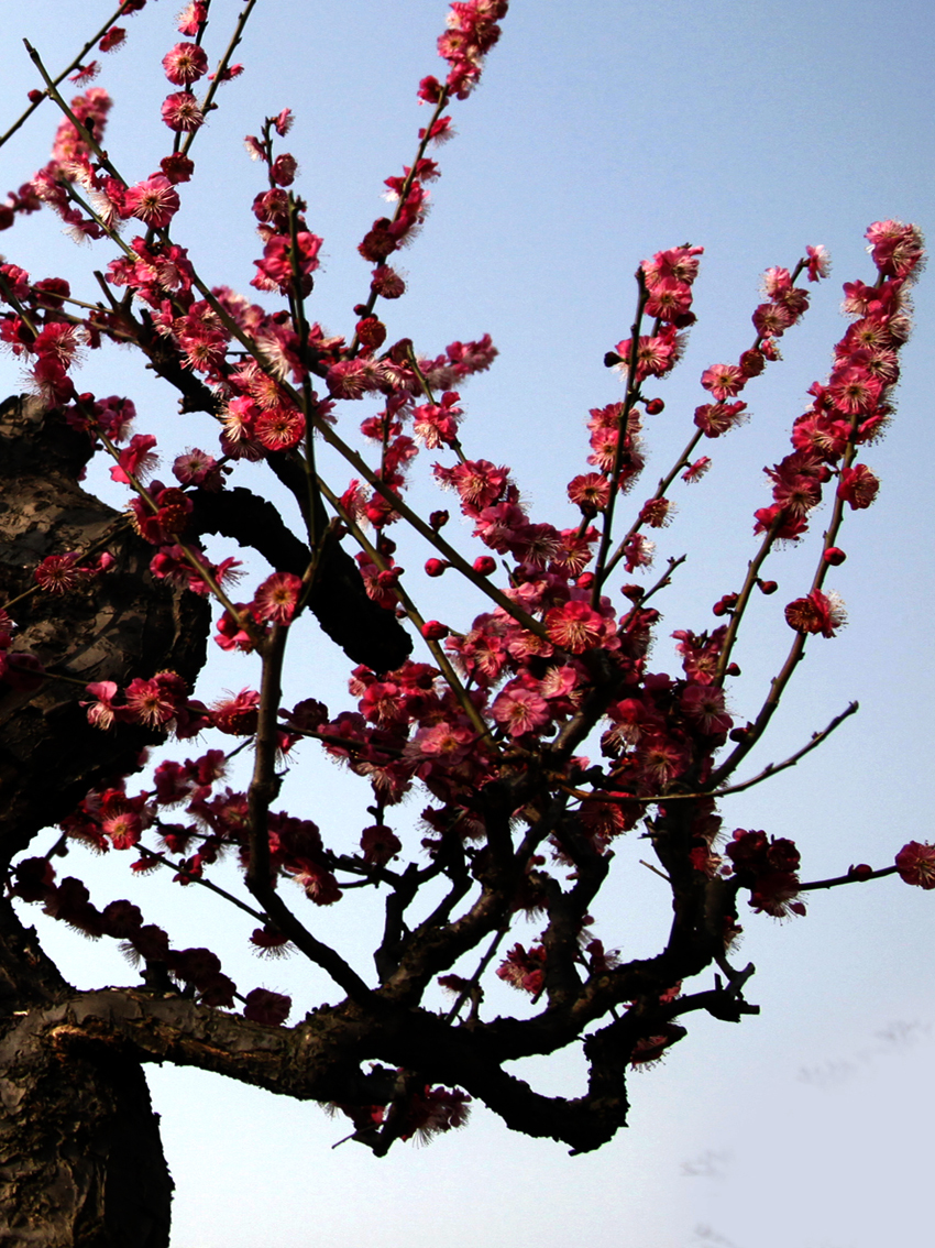 梅花傲骨