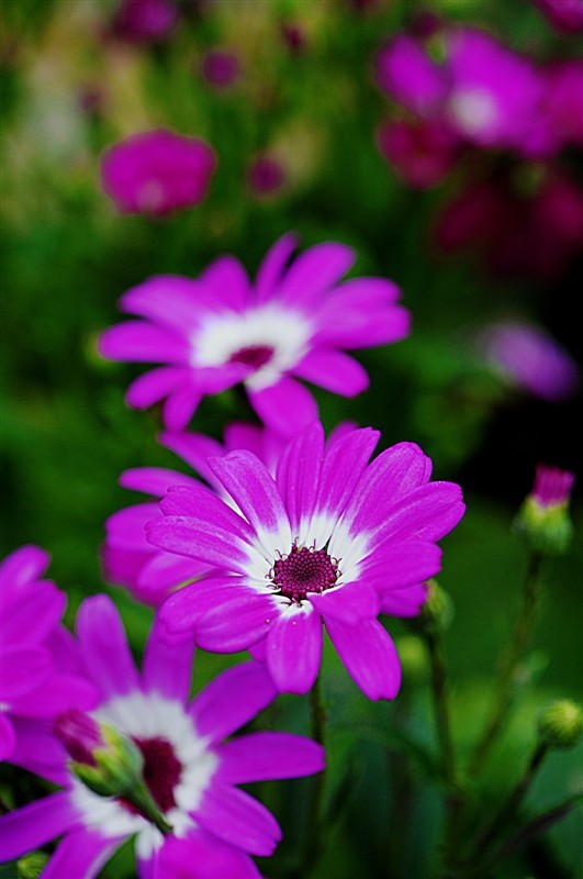 花花草草