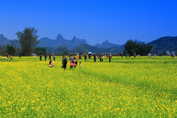 上林油菜花似锦