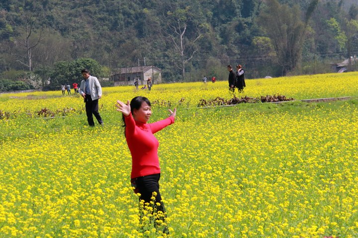 上林油菜花似锦