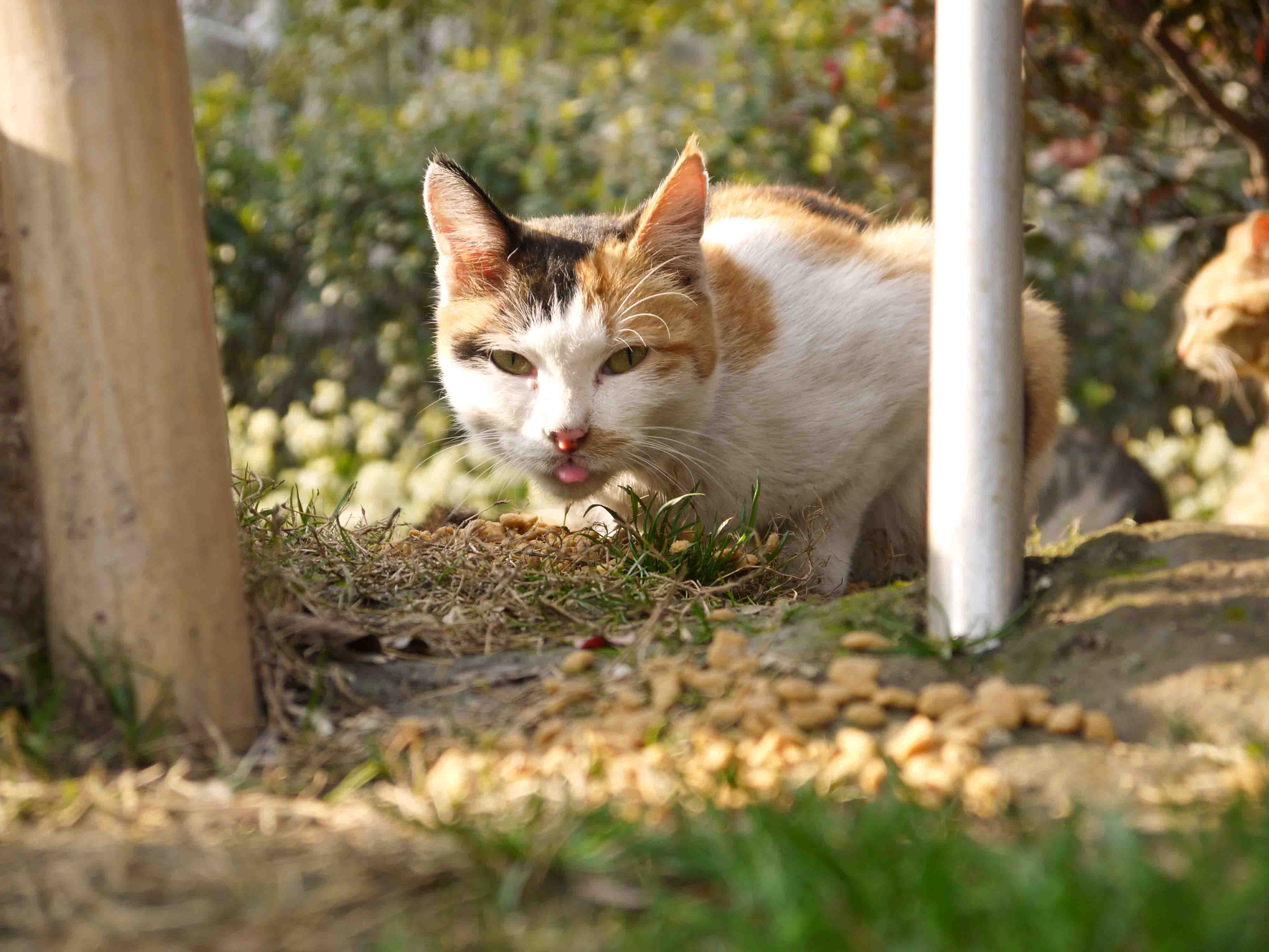 公园里的流浪猫