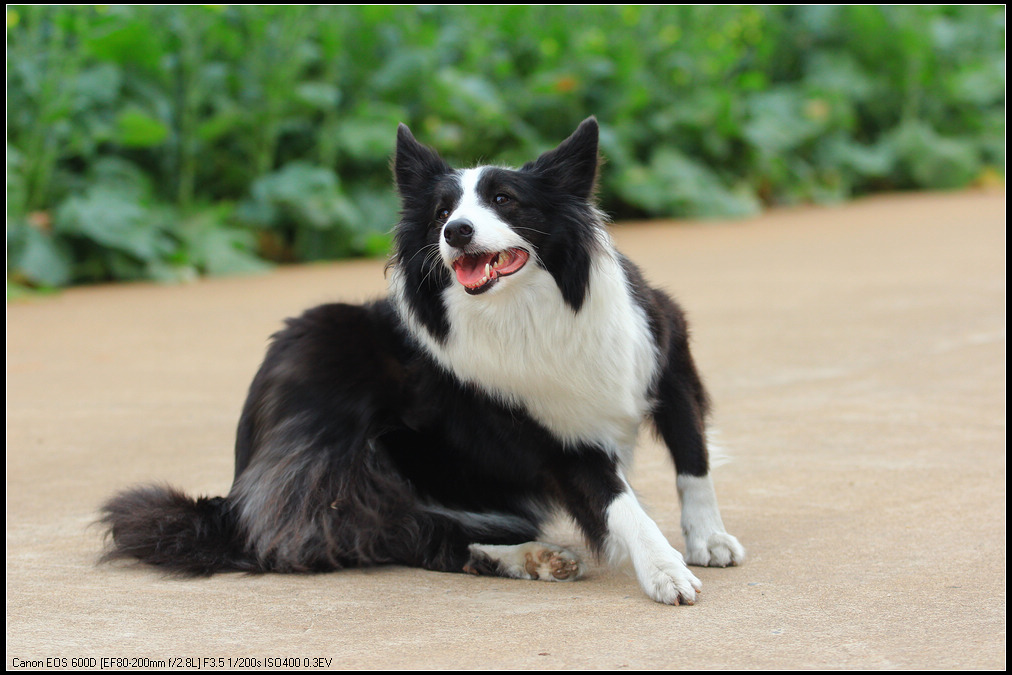 边境牧羊犬