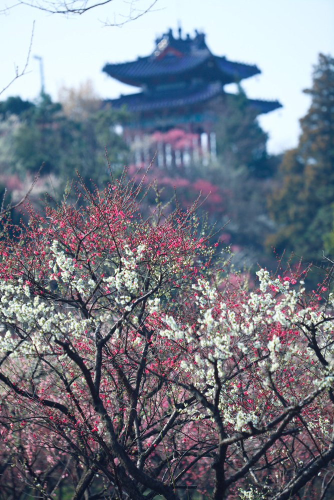 南京梅花山赏梅