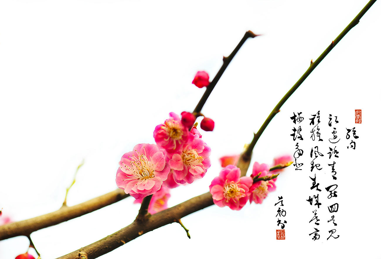 红梅