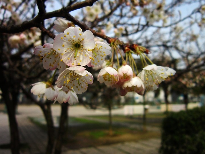 樱桃花