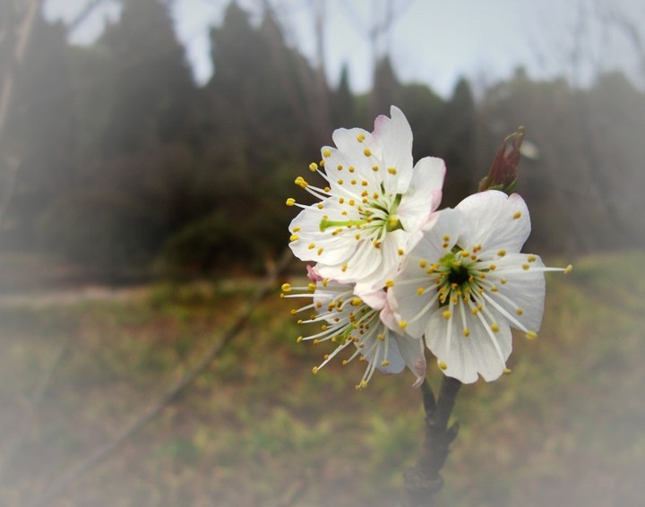 樱桃花