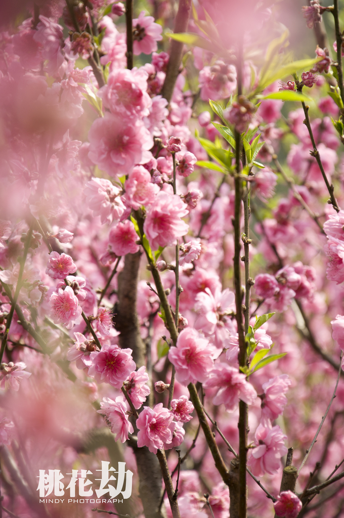 桃花劫