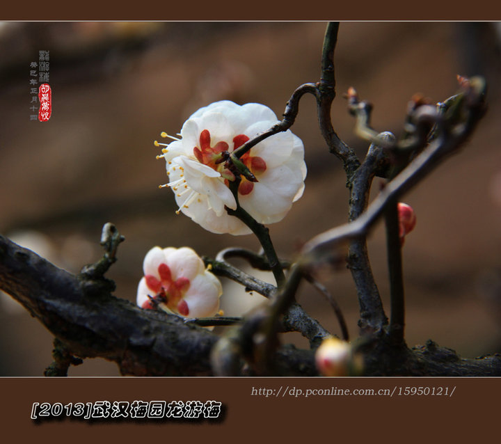 龙游梅花舞