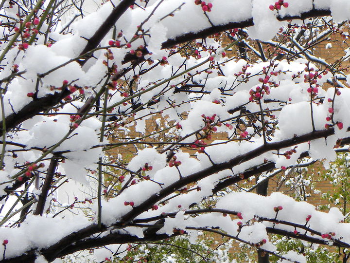 【雪中梅摄影图片】无锡市锡山区假日花园小区