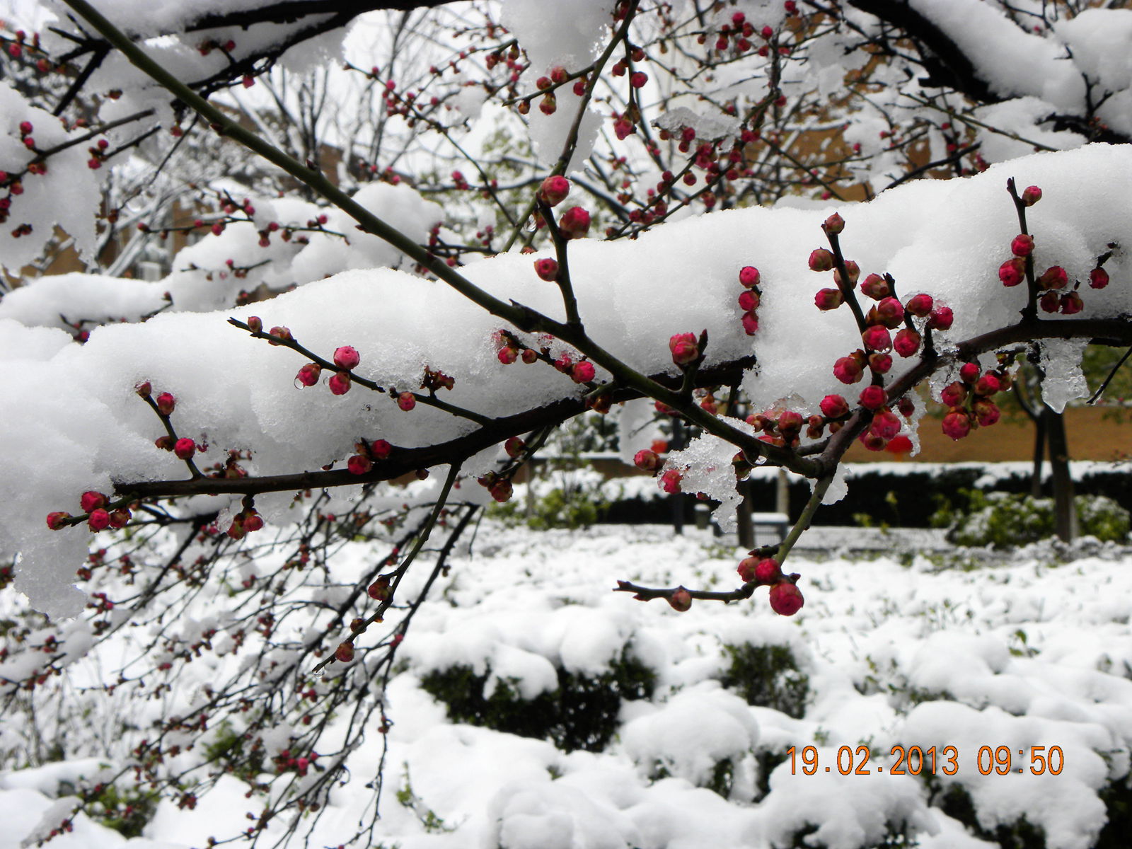 雪中梅