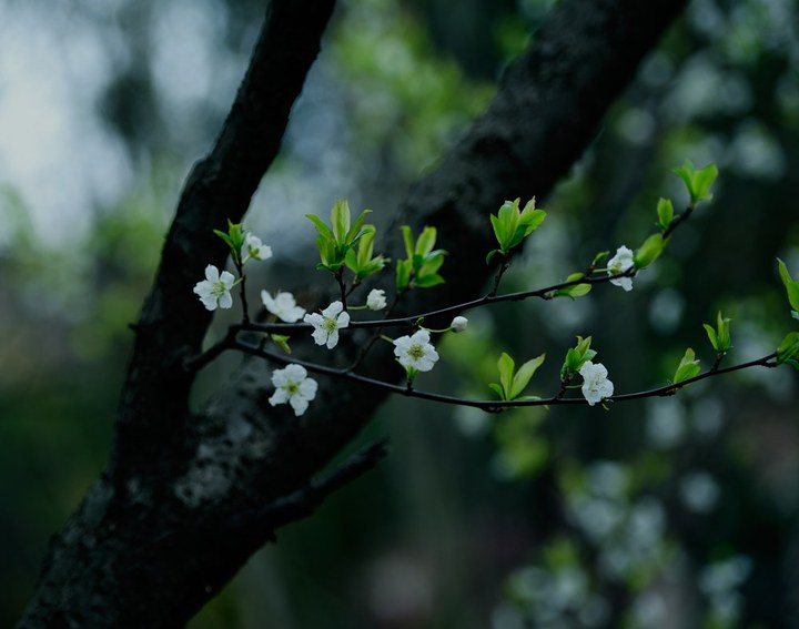 【百花迎春(四)摄影图片】重庆南山植物园生态
