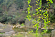 春风吹柳绿.两岸菜花黄