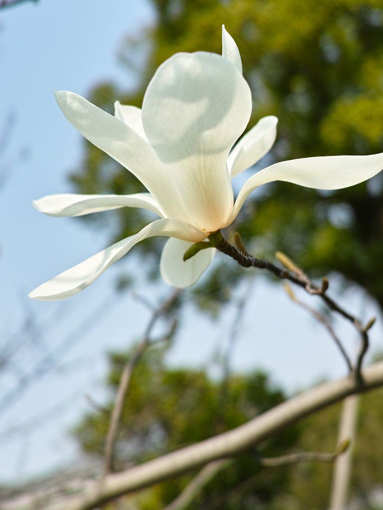 玉兰花开