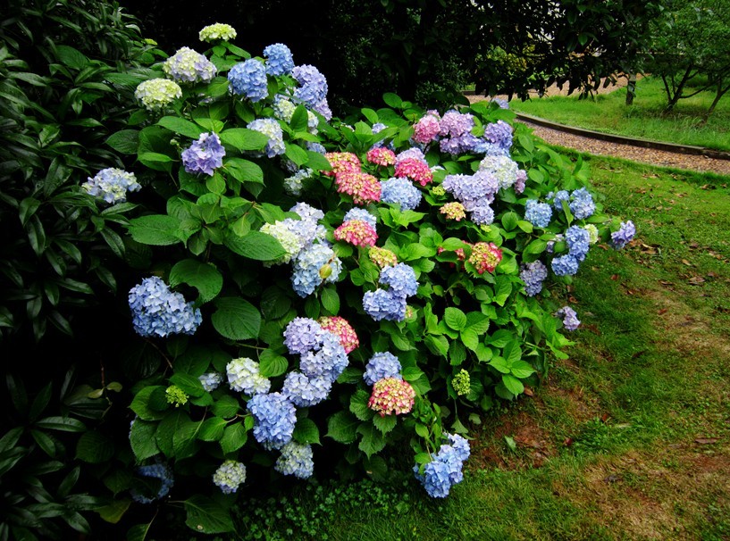 绣球花