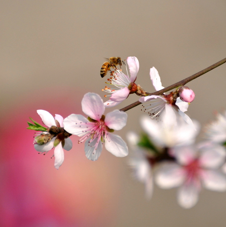 桃花恋