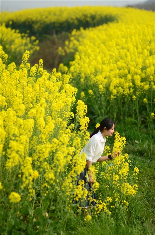 油菜花田的世界