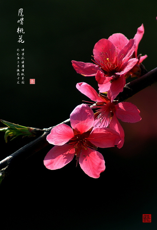 【鹰嘴桃花摄影图片】郊外的鹰嘴桃果园生态摄