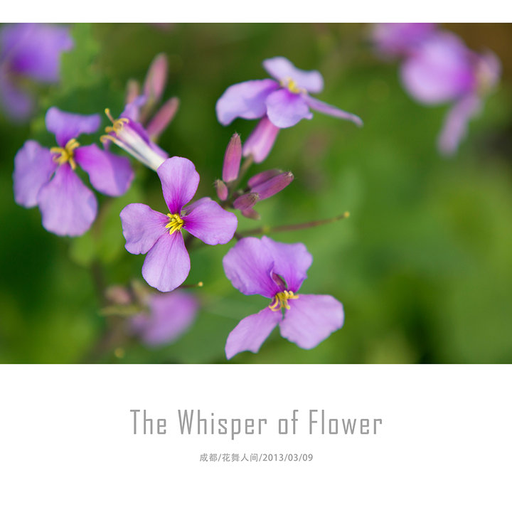 【【The Whisper Of Flower】@20130309摄影