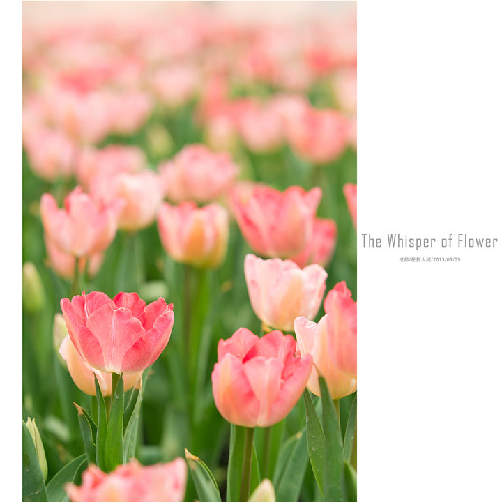 【【The Whisper Of Flower】@20130309摄影