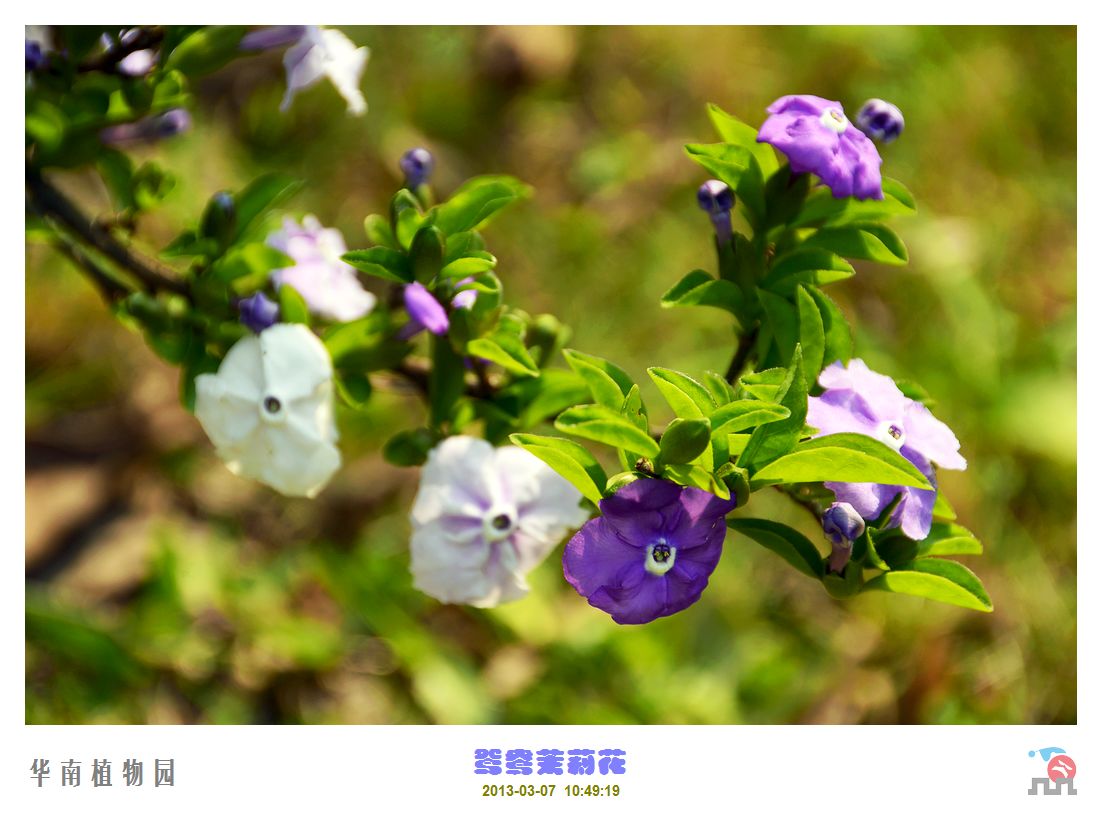 鸳鸯茉莉花