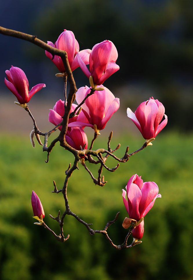 花开花谢