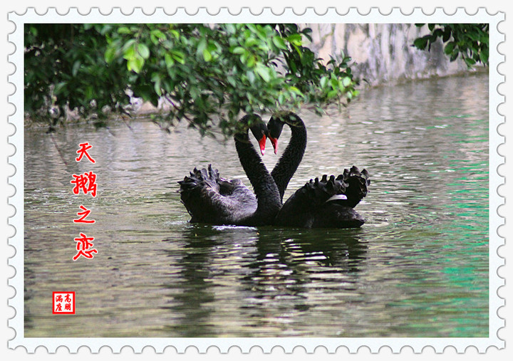 【天鹅之恋摄影图片】广州动物园纪实摄影