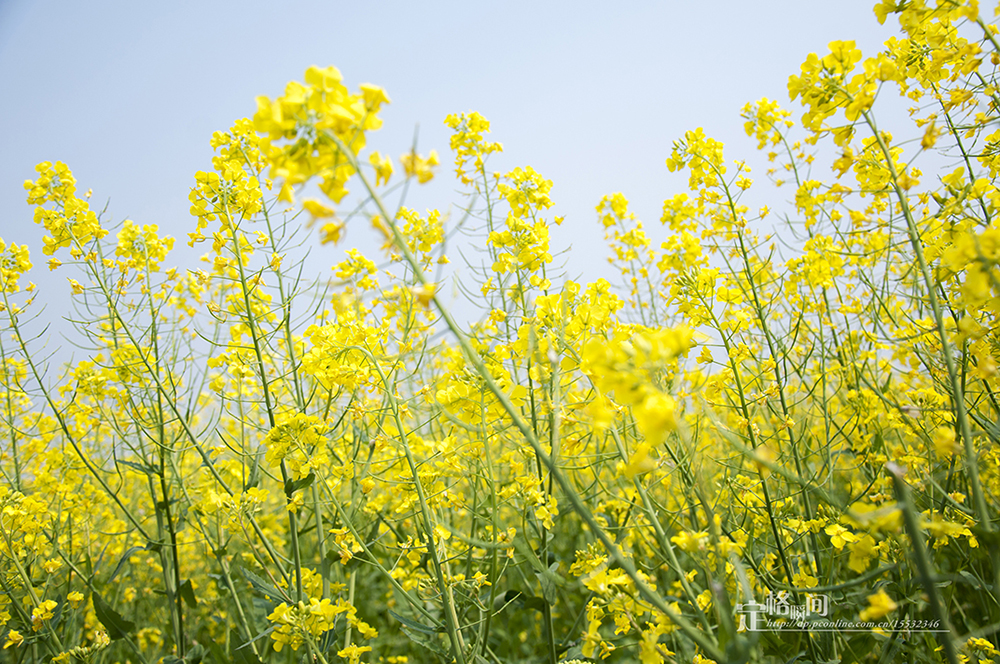 蓼江油菜花