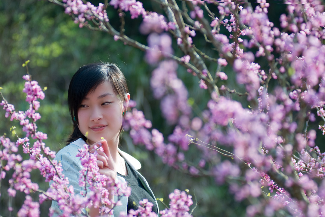 《人面桃花》