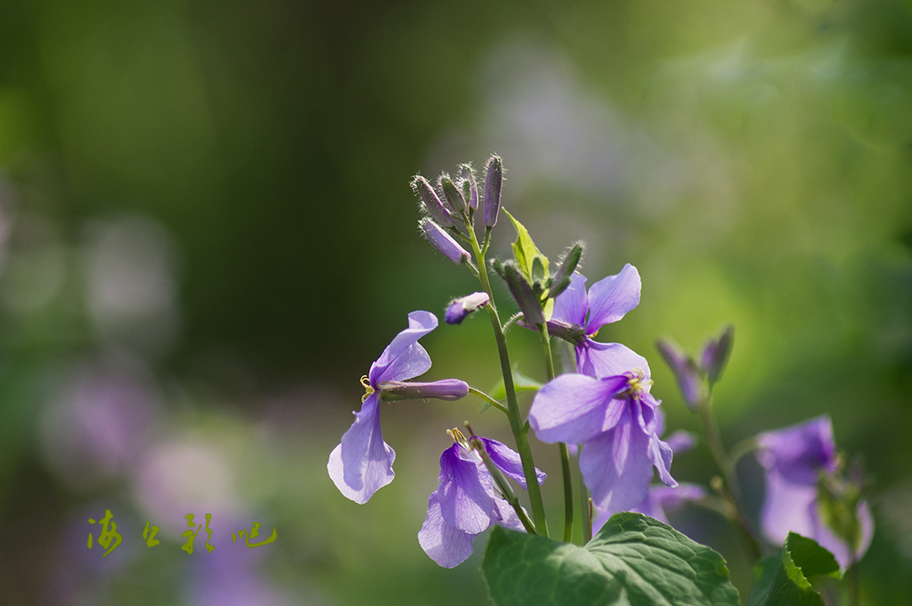 诸葛菜